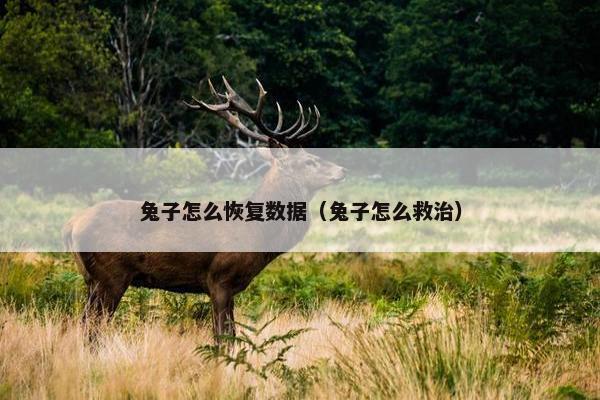 兔子怎么恢复数据（兔子怎么救治）