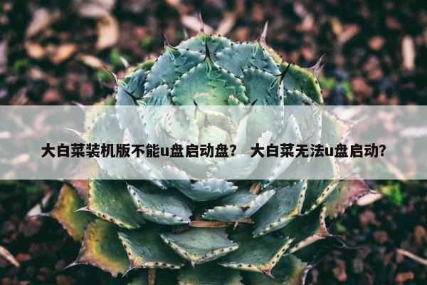 大白菜装机版不能u盘启动盘？ 大白菜无法u盘启动？