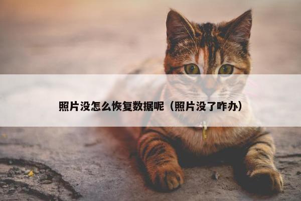 照片没怎么恢复数据呢（照片没了咋办）