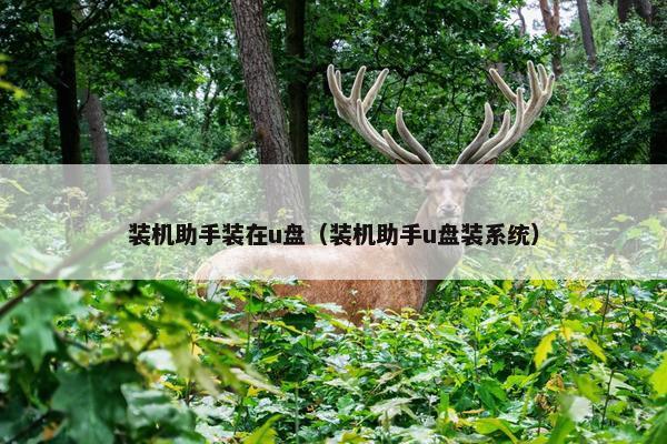 装机助手装在u盘（装机助手u盘装系统）